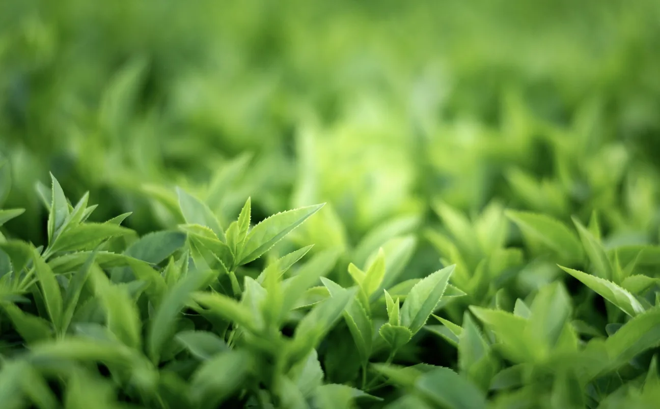 Green Tea – The Calm Within the Cup